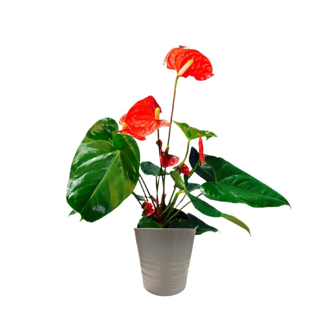 anthurium-my-flowers-n-gifts
