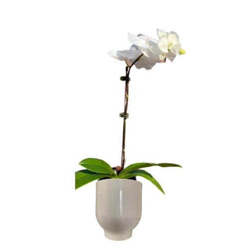 White-orchid-plant-uae